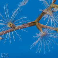 Red Valerian